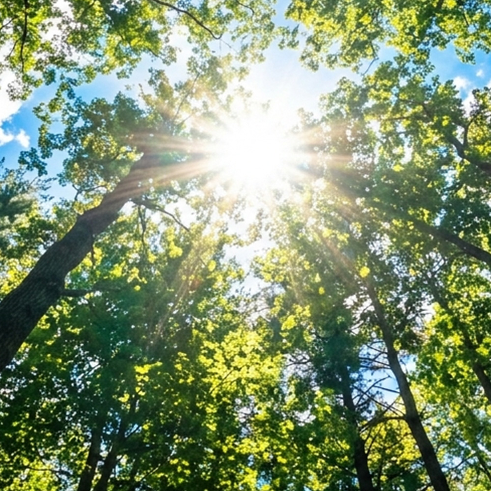 太陽光に含まれる紫外線と近赤外線の違いをイメージした木漏れ日の写真